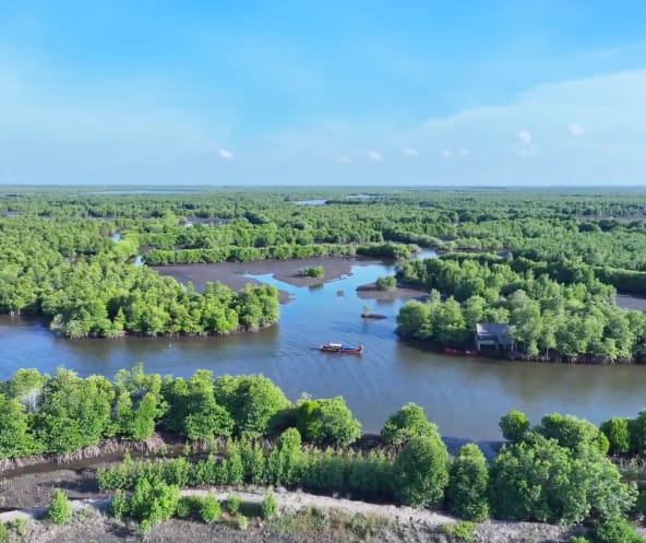 Hutan mangrove dilihat dari atas