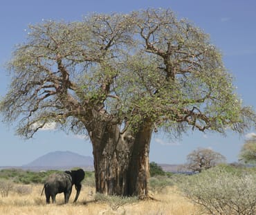 seekor gajah dibawah pohon Baobab