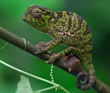 Bunglon di hutan Atewa - Ghana