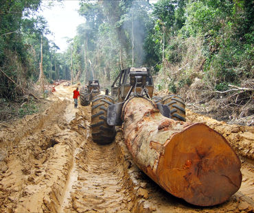 Pohon besar dari hutan hujan di Kongo ditarik