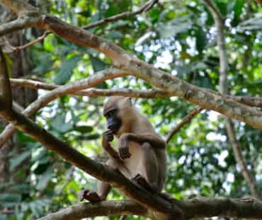 Monyet diatas pohon