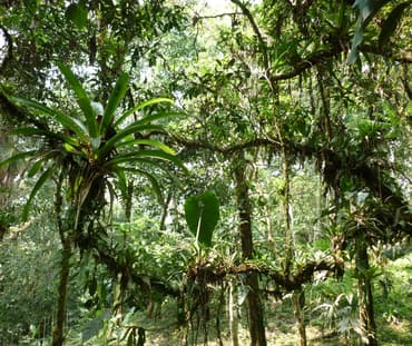 Epifit di hutan hujan Ekuador