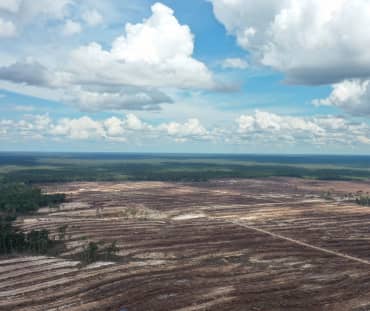 Rawa gambut di Kalimantan