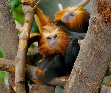 Tamarin singa berkepala emas