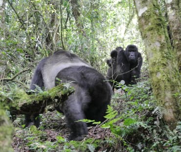Gorila dataran rendah timur dengan bayi kembar di taman nasional Kahuzi-Biega