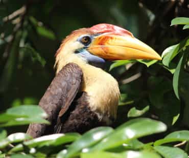 Burung rangkong, Sulawesi