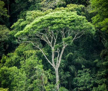 Hutan hujan