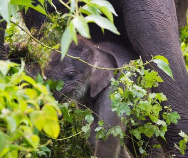 Gajah Sumatera di kawasan ekosistem Leuser