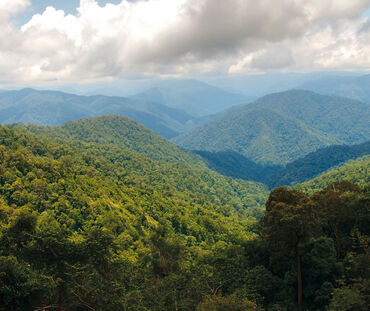 Hutan hujan di ekosistem Leuser