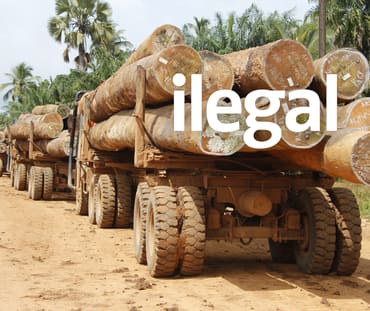 kayu ilegal di Liberia