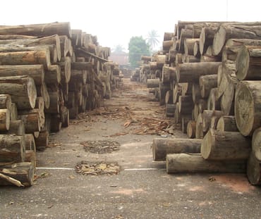 Kayu tropis ilegal di KEL