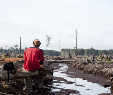 Perkebunan minyak sawit lambat laun menyebabkan malapetaka yang besar