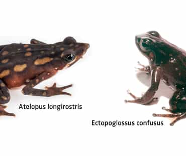 kolase - dua jenis katak di Ekuador