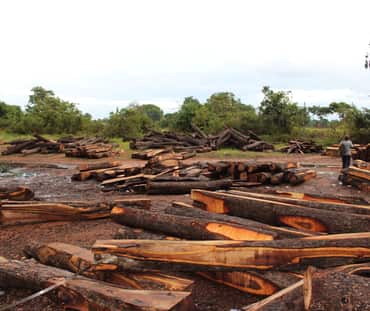 Kayu sonokeling, Ghana