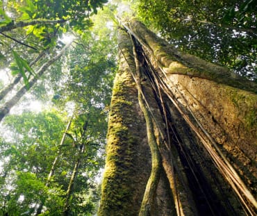Hutan Hujan Amazonas