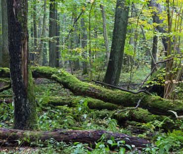 hutan alam Bialowieza di Polandia