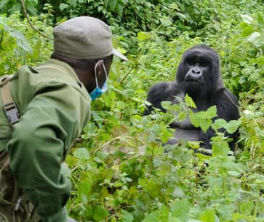 Gorila dan Ranger di Taman Nasional Virunga