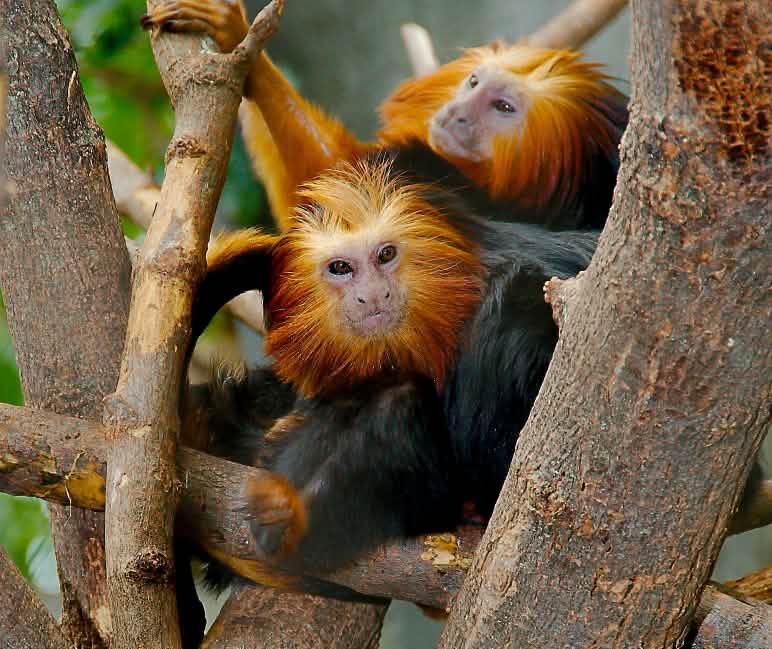 Tamarin singa berkepala emas Tamarin singa berkepala emas