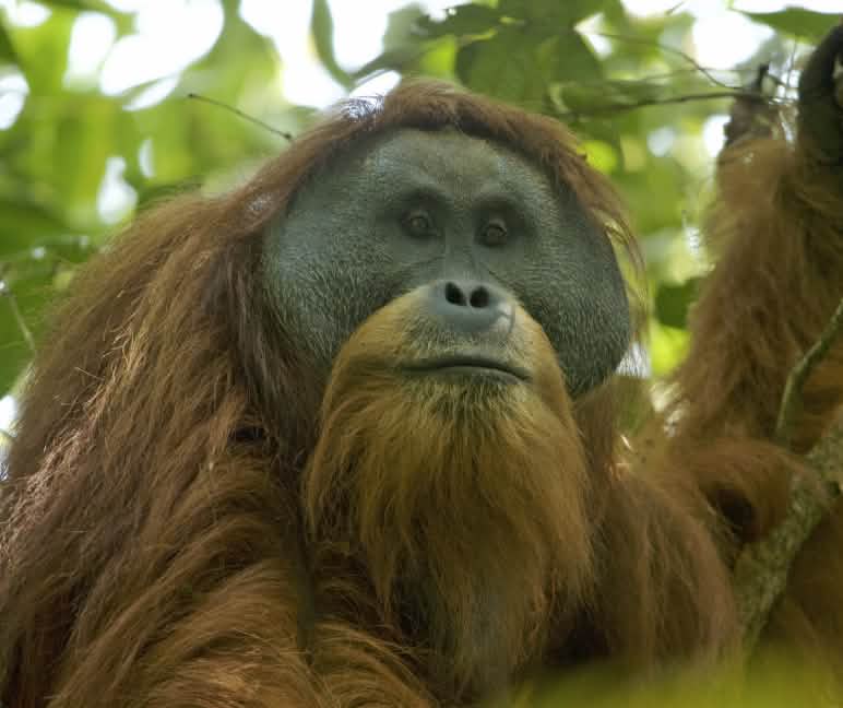 Orang Utan Tapanuli di pohon