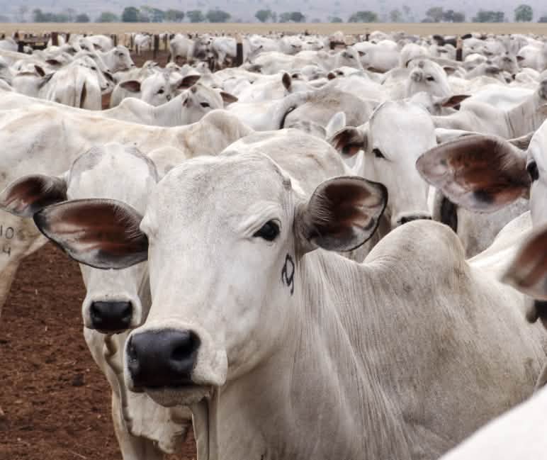 Kawanan ternak di propinsi Mato Grosso di Brasil Kawanan ternak di Mato Grosso