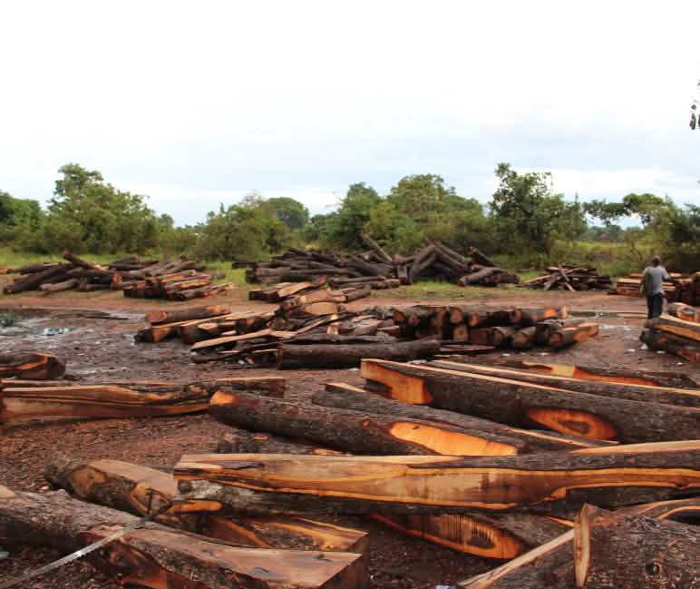 Sebenarnya pohon sonokeling dilindungi (Ghana) Kayu sonokeling, Ghana