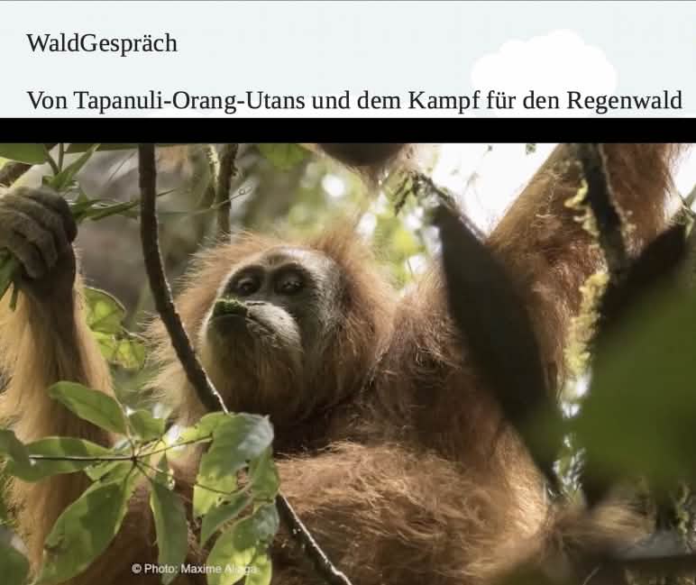 Orang-Utan Tapanuli