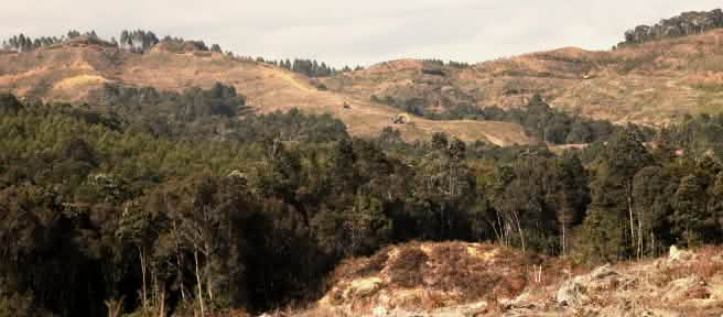 gunung yang gundul