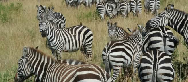 Zebra di sabana