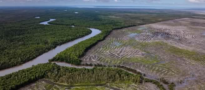 Hutan dibuka secara luas