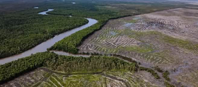 Foto dari udara: Hutan di sebelah kiri sungai dan deforestasi di sebelah kanan