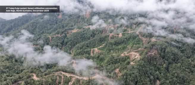 Penebangan pohon di hutan pegunungan