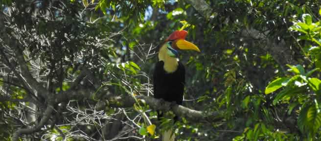 Burung rangkong Sulawesi di pohon