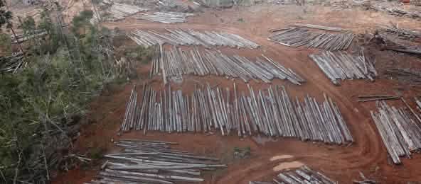 Perampasan hutan di Boven Digoel (Papua) (© Pusaka) Pengundulan hutan di Boven Digoel oleh PT Digoel Agri