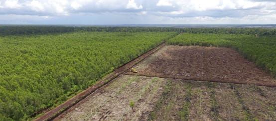 Kondisi lahan bekas terbakar di sekitar perkebunan kelapa sawit PT. Persada Era Agro Kencana (PEAK) di Kabupaten Katingan – Kalteng (© Save Our Borneo) hutan (kiri) dan lahan gambut terbuka
