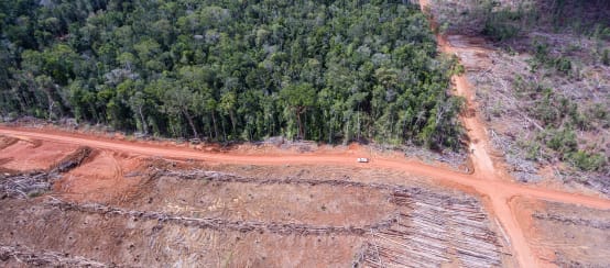 Foto drone: penebangan hutan untuk perkebunan sawit oleh Korindo