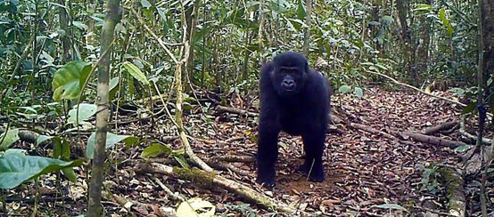Gorila di hutan Ebo, Kamerun