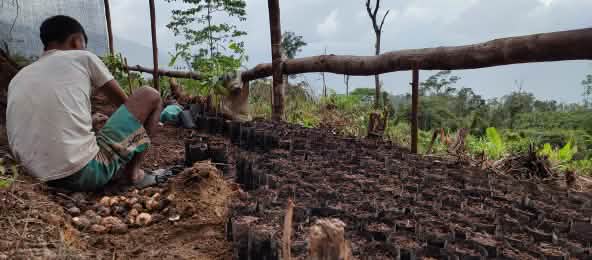 Bibit kecil suatu hari akan tumbuh menjadi hutan yang besar (© Forum Harimau Pining) warga dengan bibit pohon di desa Pining, Gayo, Aceh