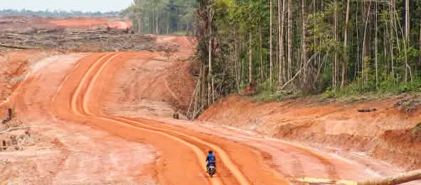 Jalanan membuka jalan menuju sumber daya alam. Hutan di Papua dan penduduknya diacuhkan. Hutan asli dan jalan baru di Merauke