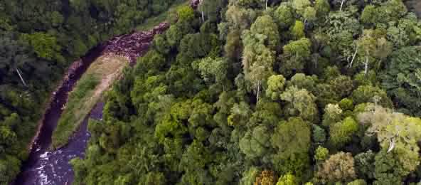 © Paul Hilton Sunggai di ekosistem Leuser dari atas