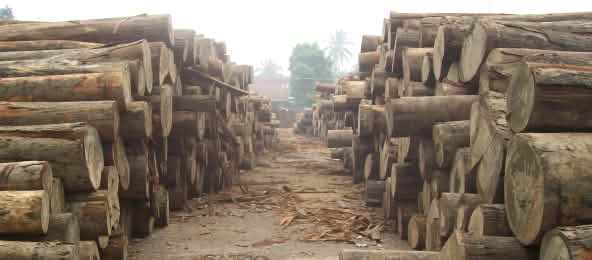 Kayu tropis ilegal dari Indonesia akan kembali ke pasar dunia? Kayu tropis ilegal di Jambi