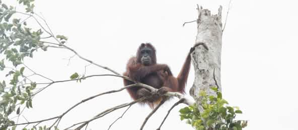 Orangutan di pohon