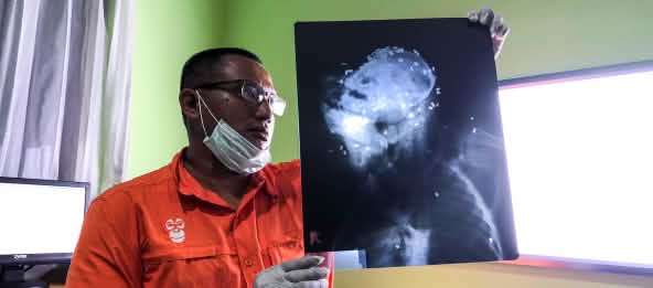 Orang utan mati diterjang 130 peluru senapan angin orang utan yang mati diterjang 130 peluru