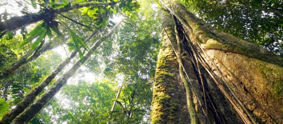 Hutan hujan di Amazon (© Dr Morley Read / shutterstock.com) Hutan Hujan Amazonas