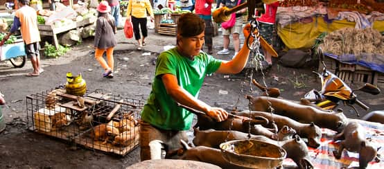 Perdagangan hewan masih hidup dan ditangkap dengan liar berisiko atas penyakit baru. (© Sony Herdiana/shutterstock.com) pasar satwa