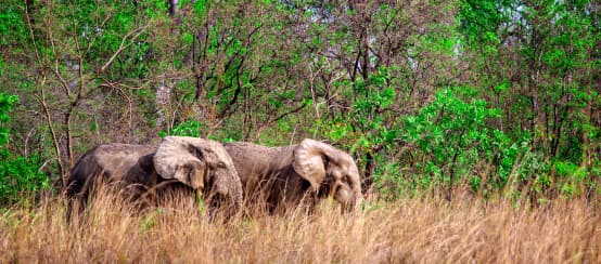 Gajah afrika di Taman Nasional Mole, Ghana