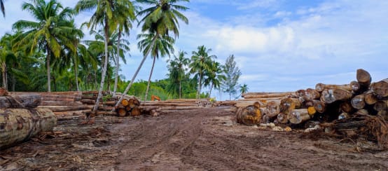 Batang kayu dibawah pohon kelapa