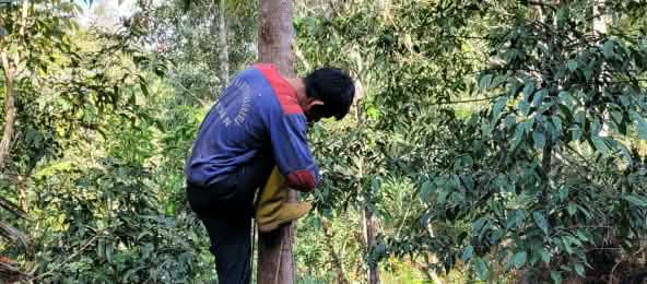 Hutan Kemenyan hilang untuk Food Estate - kedaulatan pangan hilang untuk agroindustri (© Boboy Simanjuntak) Pohon Kemenyan