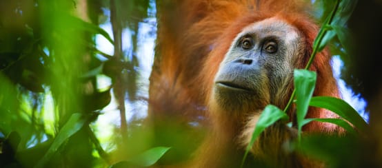 Kera paling langka di dunia harus tetap hidup! (© Maxime Aliaga) orangutan Tapanuli di pohon