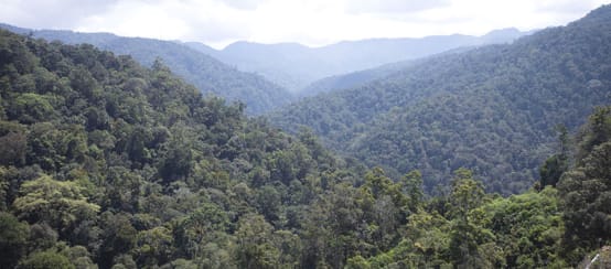 Hutan dari Beutong ke Ulu Masen