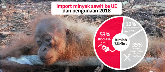 Biofuel bukan energi terbarukan, tetapi sumber bencana (© Collage RdR) orang utan setengah mati dan terikat